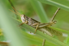 Schistocerca serialis cubense