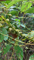 Cuscuta gronovii