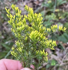 Solidago odora