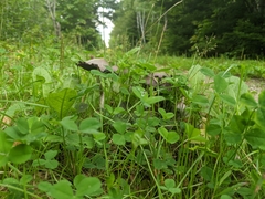 Coprinopsis atramentaria