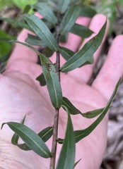 Solidago odora