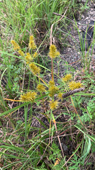 Cyperus strigosus
