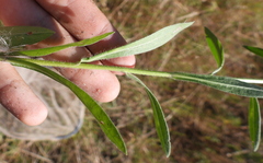Erigeron acris podolicus