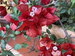 Bougainvillea