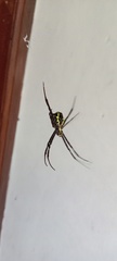 Argiope anasuja