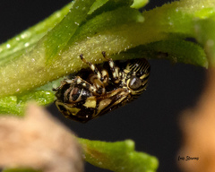 Clastoptera lineatocollis