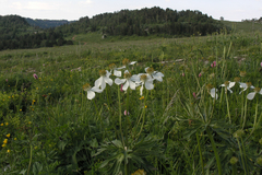 Anemonastrum fasciculatum