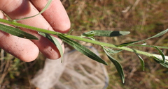 Erigeron acris podolicus