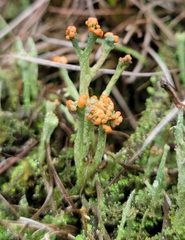 Cladonia peziziformis