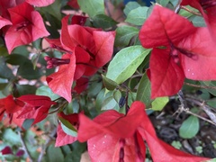 Bougainvillea