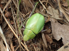 Chrysina beyeri