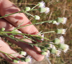 Erigeron acris podolicus