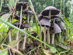 Coprinopsis atramentaria