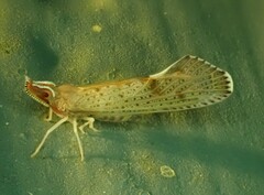 Apache degeeri