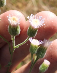 Erigeron acris podolicus
