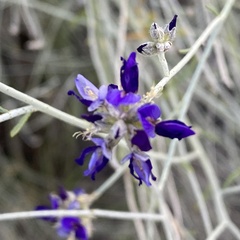 Psorothamnus scoparius