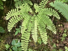 Adiantum pedatum