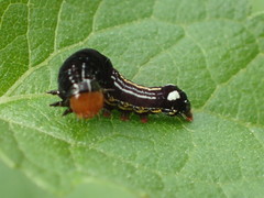 Hexorthodes accurata