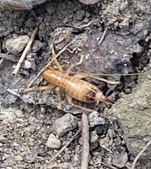 Camptonotus carolinensis