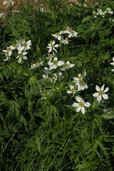 Anemonastrum fasciculatum