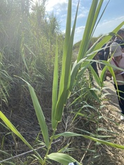 Arundo donax