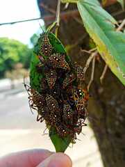 Pachylis nervosus