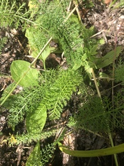Achillea