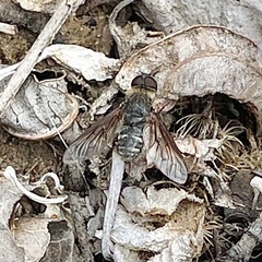 Chrysanthrax vanus