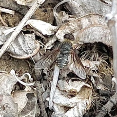 Chrysanthrax vanus