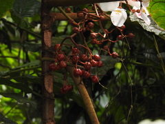 Begonia baccata image