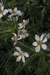 Anemonastrum fasciculatum