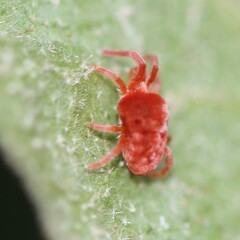 Allothrombium meridionale