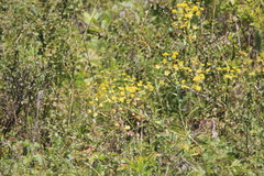 Bupleurum multinerve