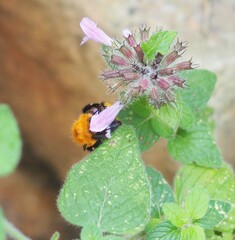 Bombus hypnorum