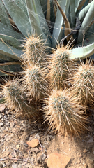 Echinocereus engelmannii engelmannii