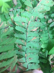 Adiantum pedatum