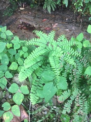 Adiantum pedatum