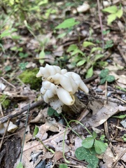 Helvella crispa