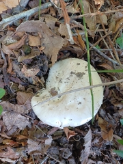 Amanita citrina