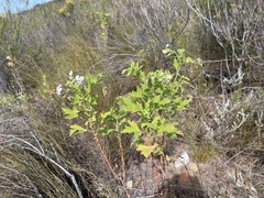 Pelargonium ribifolium