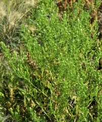 Symphyotrichum ciliatum