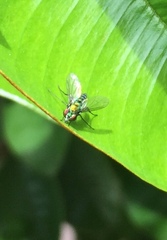 Condylostylus longicornis
