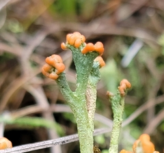 Cladonia peziziformis