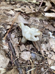 Helvella crispa