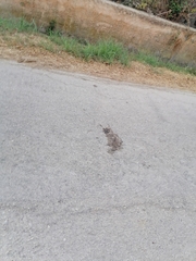 Rattus norvegicus