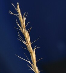 Elymus albicans