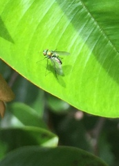 Condylostylus longicornis
