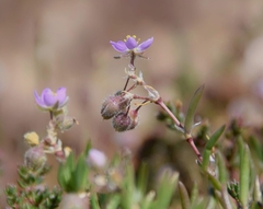Spergularia melanocaulos