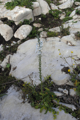 Veronica gentianoides