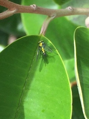 Condylostylus longicornis